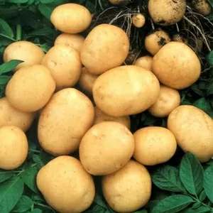 Оптовая продажа картофеля от производителя