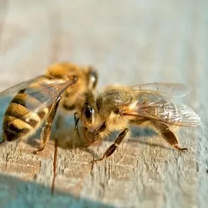Пчелопакеты оптом и в розницу