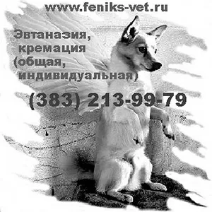 Эвтаназия,  Усыпить домашнее животное (собаку,  кошку) цена в Новосибирс