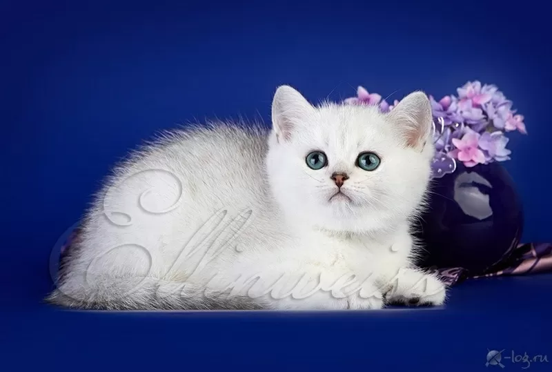 Британский котенок серебристого окраса. Ellinweiss/