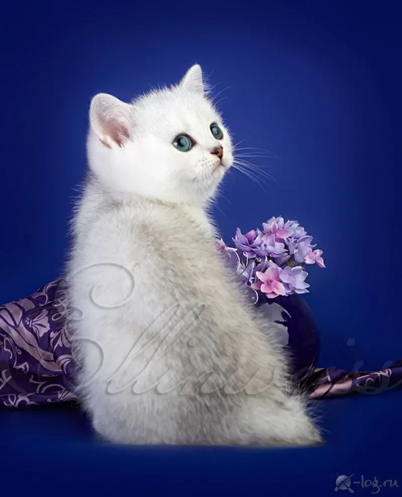 Британский котенок серебристого окраса. Ellinweiss/ 2