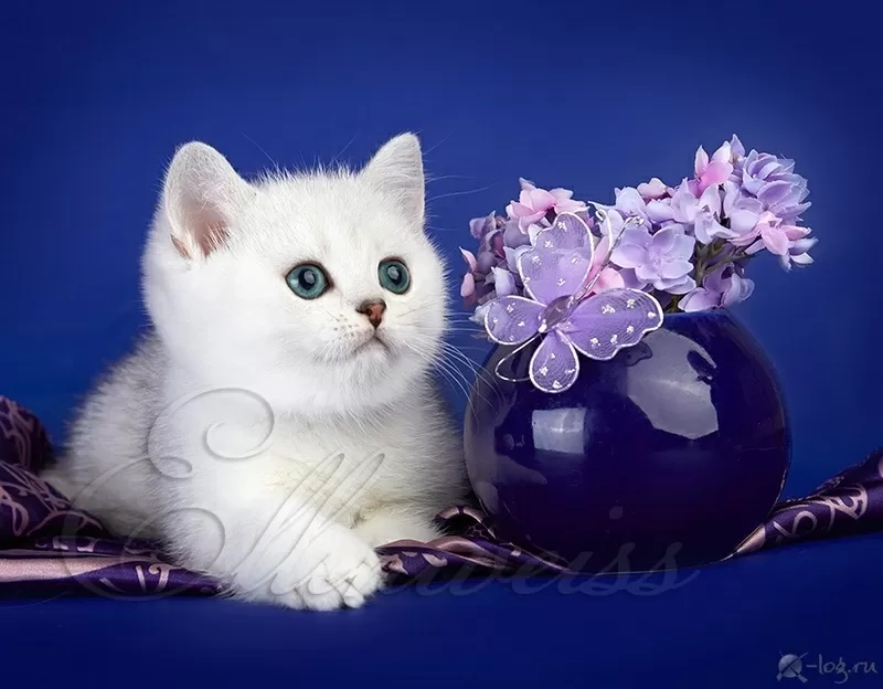 Британский котенок серебристого окраса. Ellinweiss/ 3
