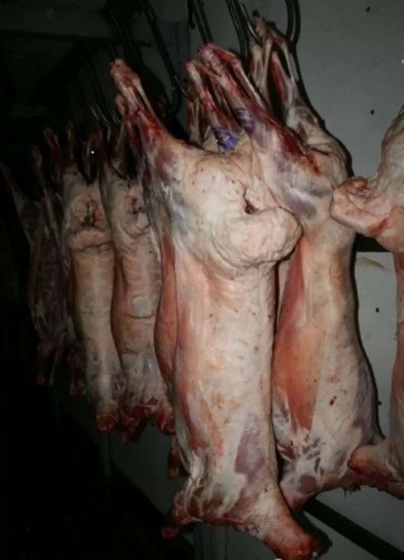 Мясо (Говядина,  Свинина,  Баранина) оптом из Хакасии от производителя 3